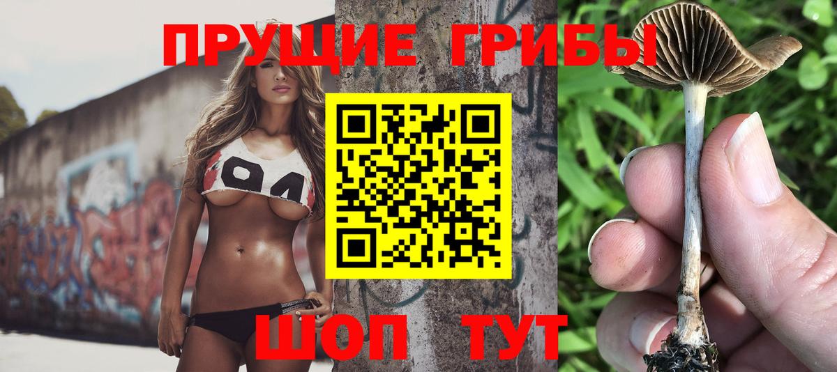 Псилоцибиновые грибы Cubensis Тавда